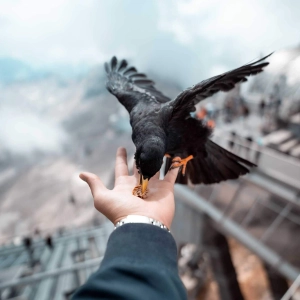 ig-bird