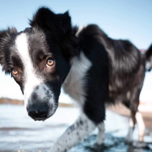 ig-dog