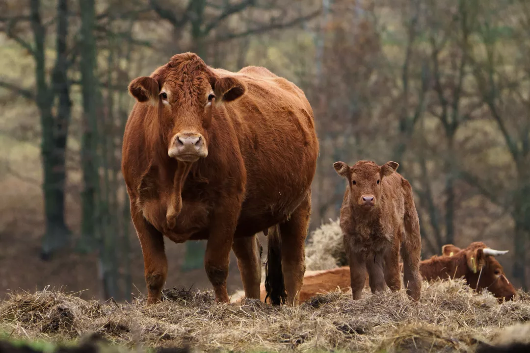 Fotka č.637